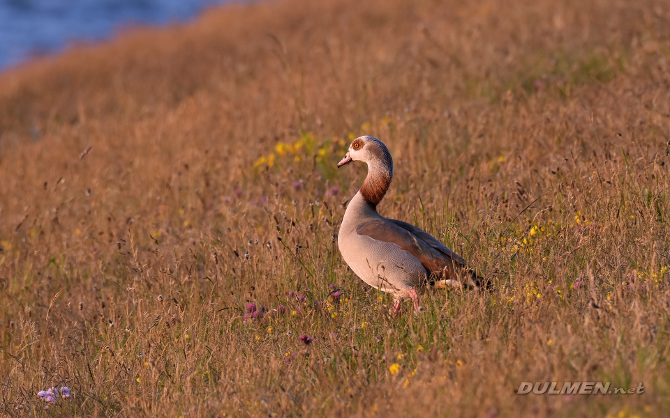 Egyptian Goose (Alopochen aegyptiacus)